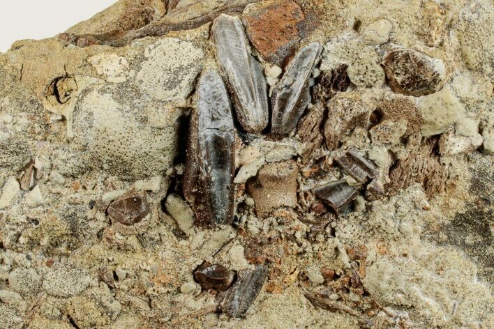 Sandstone With Eleven Teeth, Tendon & Bones - Wyoming #265529